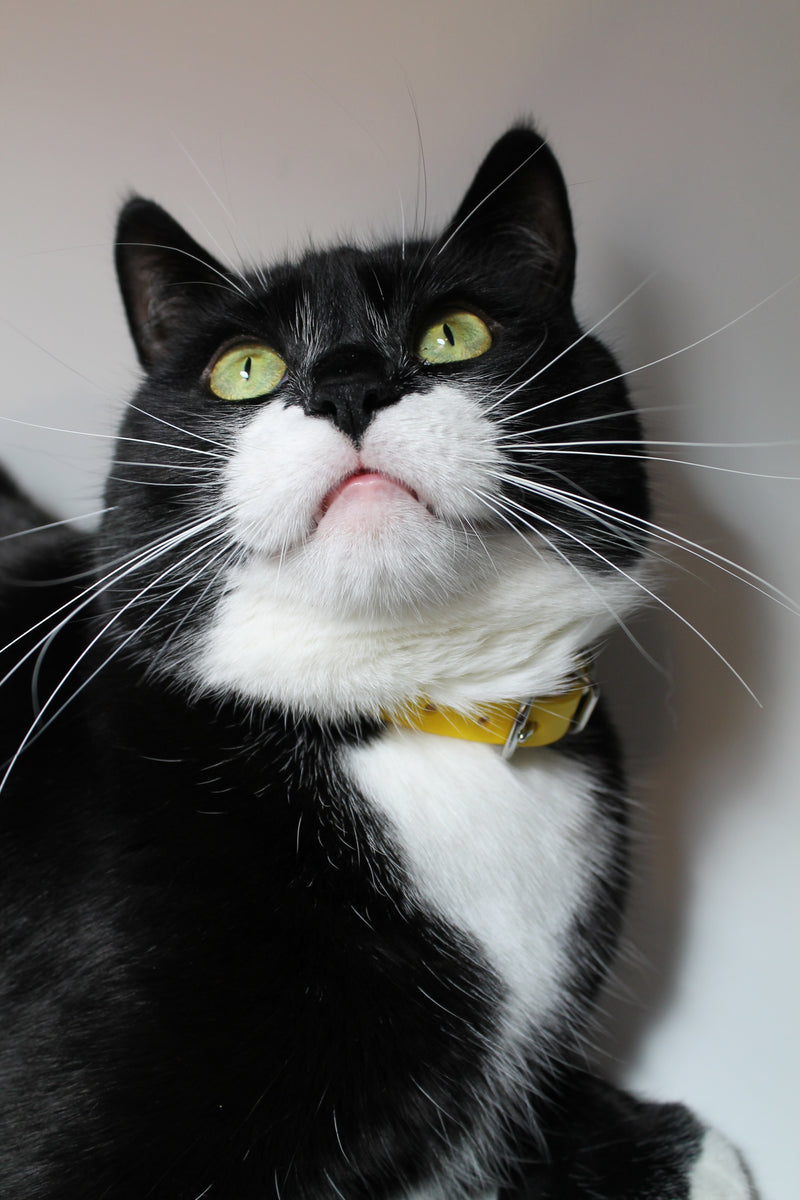 Cat Collar NonBreakaway Biothane Collar 1/2" (12mm) wide all 35 c