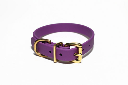 Purple dog collar with gold hardware on a white background