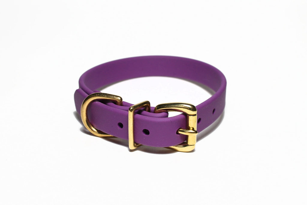 Purple dog collar with gold hardware on a white background