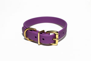 Purple dog collar with gold hardware on a white background