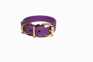Purple dog collar with a gold buckle on a white background