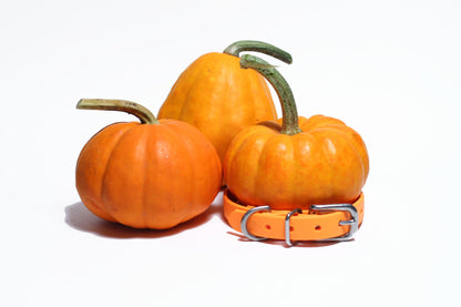Bright Pumpkin Orange Biothane Small Dog Collar - 1/2" (12mm) wide