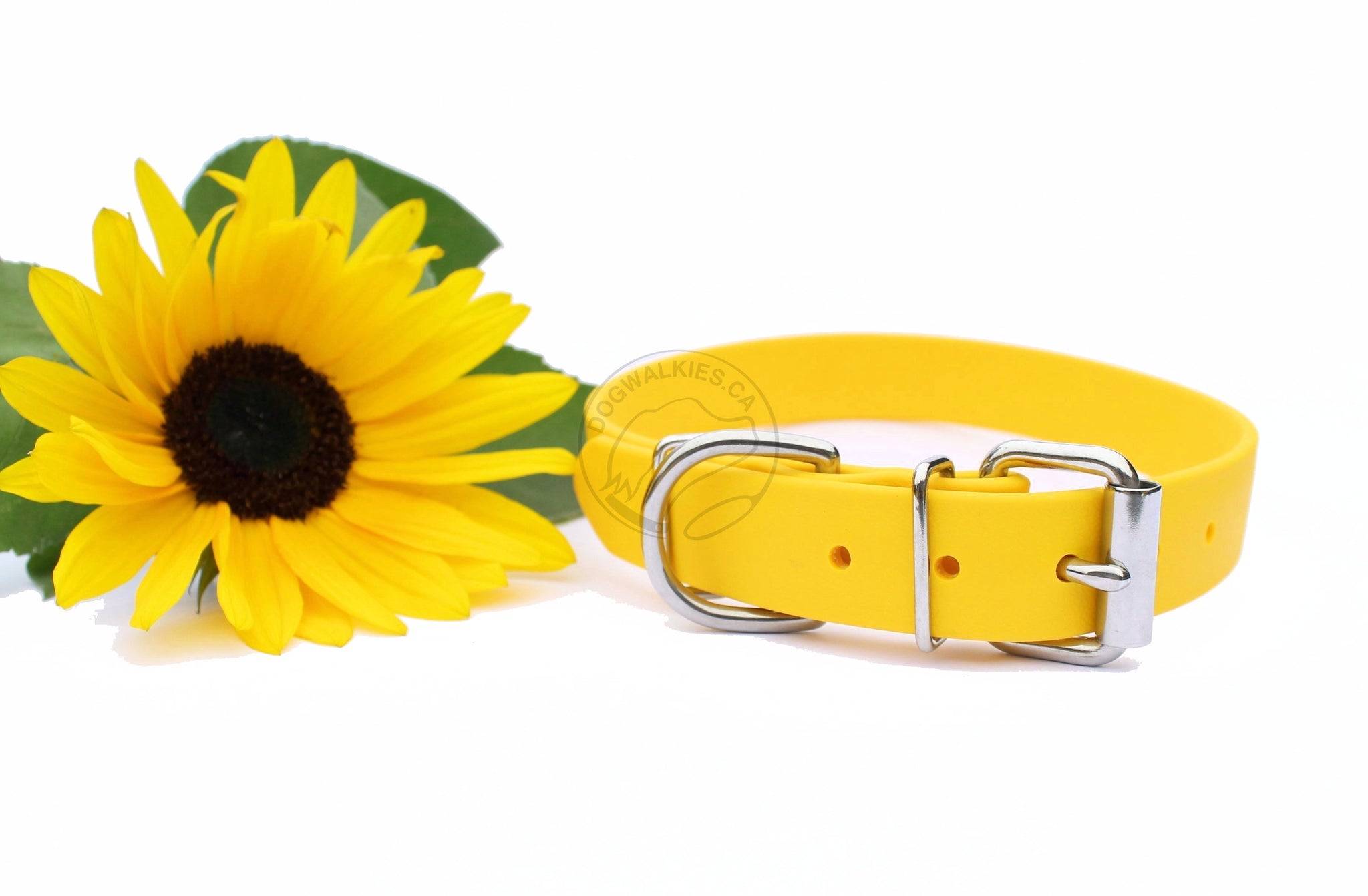 Sunflower Yellow Biothane Dog Collar - 1 inch (25mm) wide