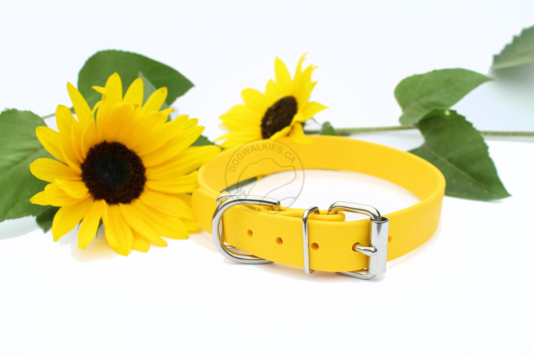 Sunflower Yellow Biothane Dog Collar - 1 inch (25mm) wide