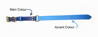 A two-tone Blue dog collar with gold buckle side  labeled 'Main Colour' and other side labeled 'Accent Colour' on a white background.