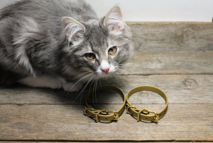 Cat Collar Non-Breakaway Biothane Collar - 1/2" (12mm) wide - all 39 colours