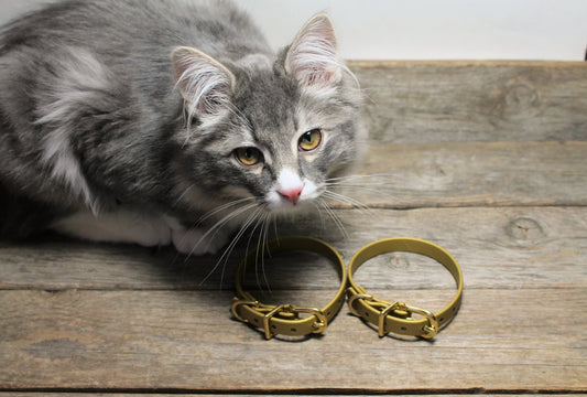 Cat Collar Non-Breakaway Biothane Collar - 1/2" (12mm) wide - all 39 colours