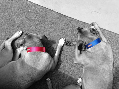 Wide Martingale Dog Collar 1.5" (38mm); Simple - Elegant - Strong