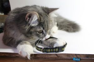 Tartan Cat Collar - Breakaway - 1/2" (12mm) wide