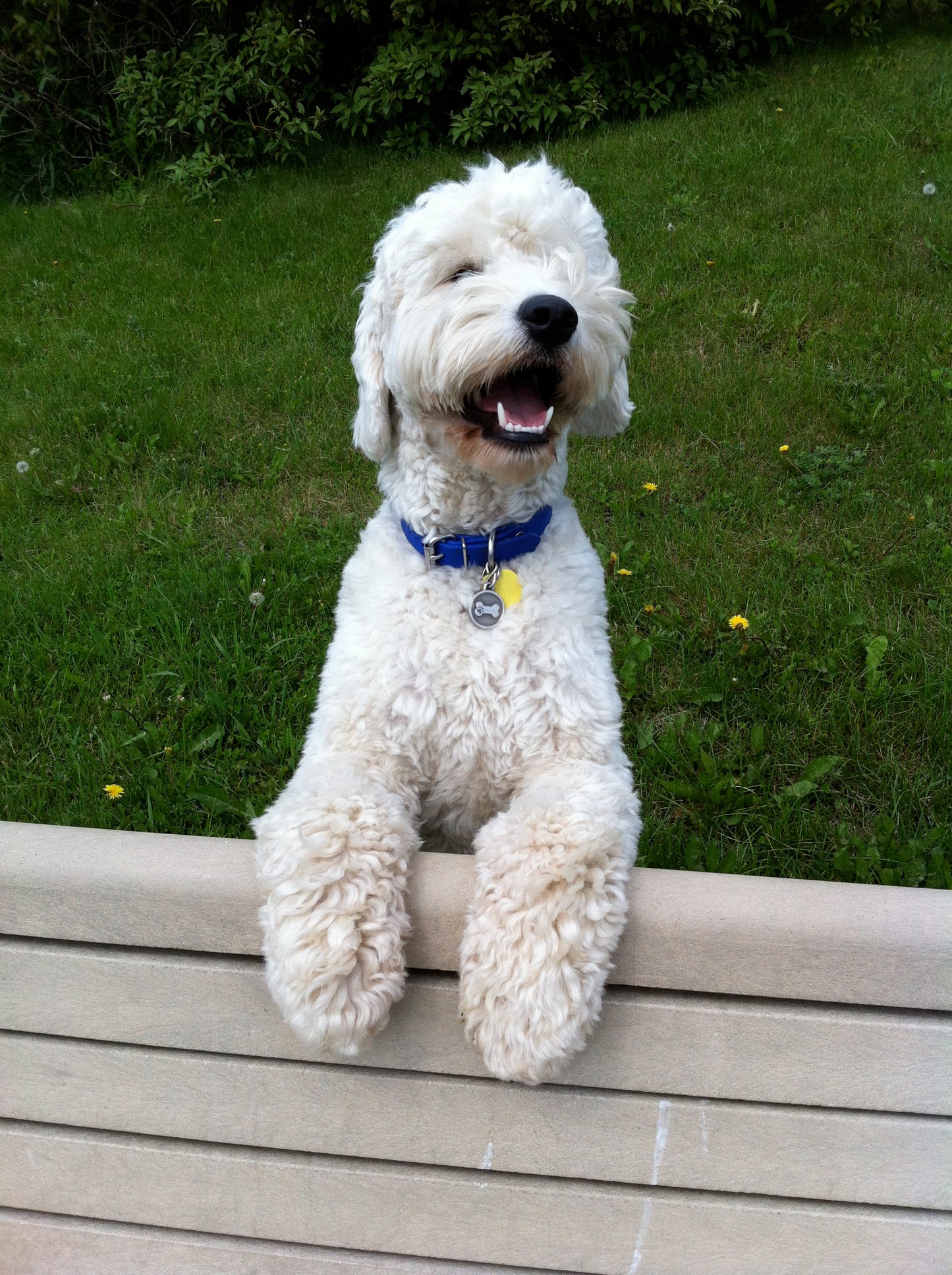 Royal Blue Biothane Dog Collar - 1 inch (25mm) wide