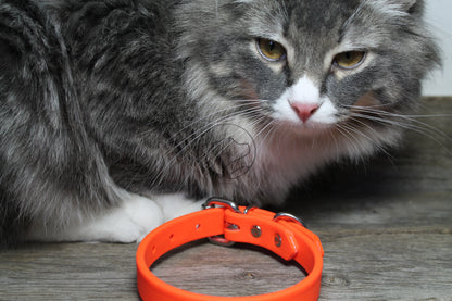 Neon Blaze Orange Biothane Dog Collar - 5/8"(16mm) wide