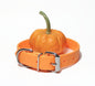 Large Dog Collar in Genuine Biothane - 25mm (1") width - 39 colours