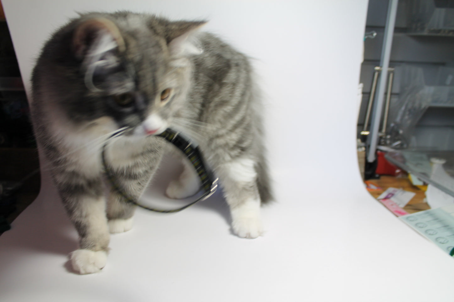 Cornish National tartan - dog collar