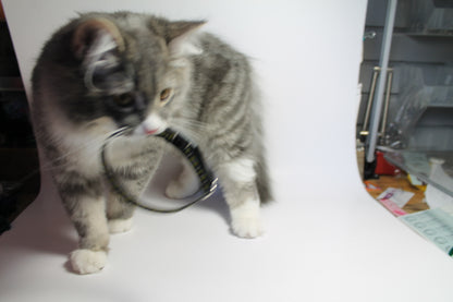 Cornish National tartan - dog collar