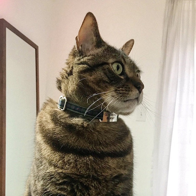 Flower of Scotland tartan - dog collar