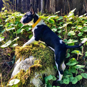 Sunflower Yellow Biothane Dog Collar - 1 inch (25mm) wide