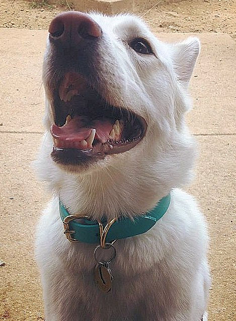 Teal Biothane Dog Collar - 1 inch (25mm) wide