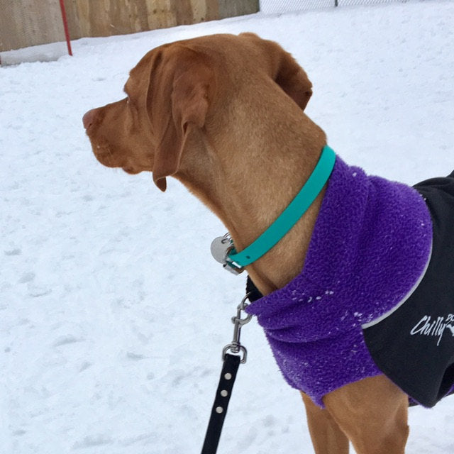 Teal Biothane Dog Collar - 5/8"(16mm) wide