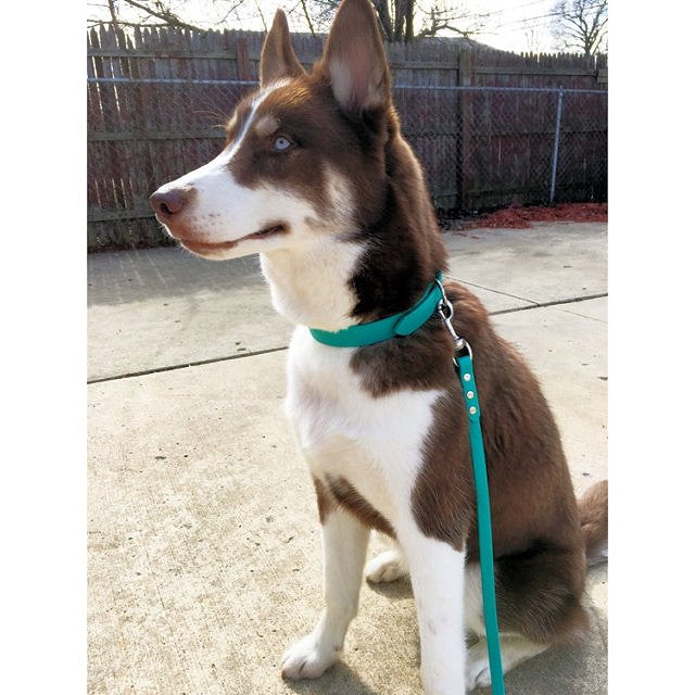 Teal Biothane Dog Collar - 1 inch (25mm) wide