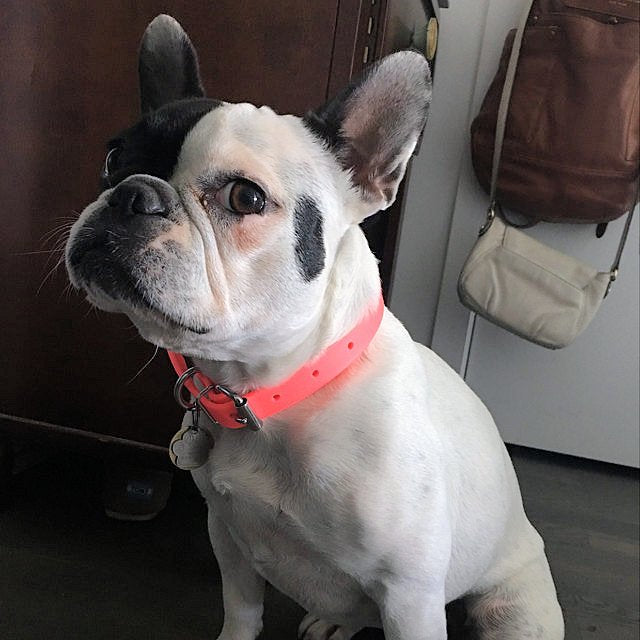 Neon Pink Biothane Dog Collar - 3/4" (20mm) wide