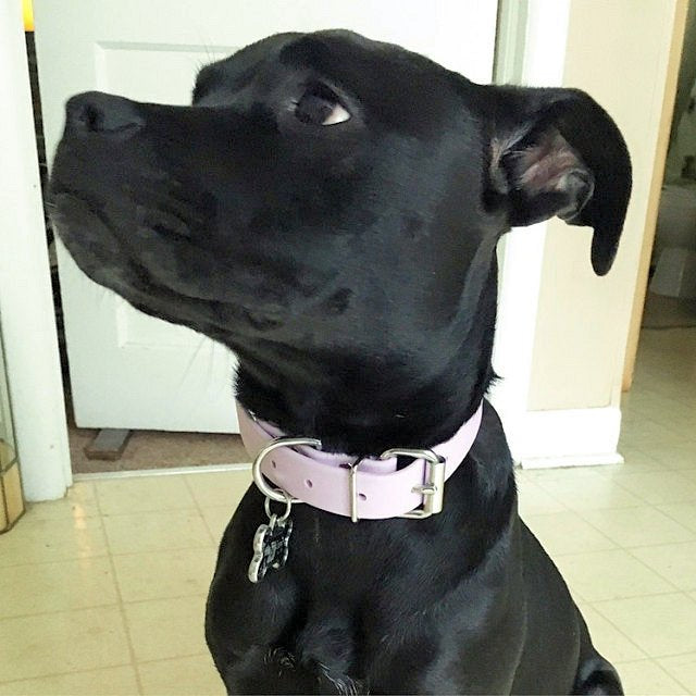 Lavender Purple Biothane Dog Collar - 1 inch (25mm) wide