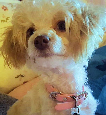 Bubblegum Pink Biothane Small Dog Collar - 1/2" (12mm) wide