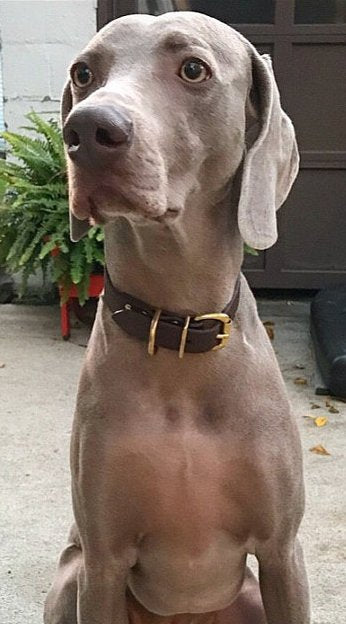 Dark Chocolate Brown Biothane Dog Collar - 1 inch (25mm) wide