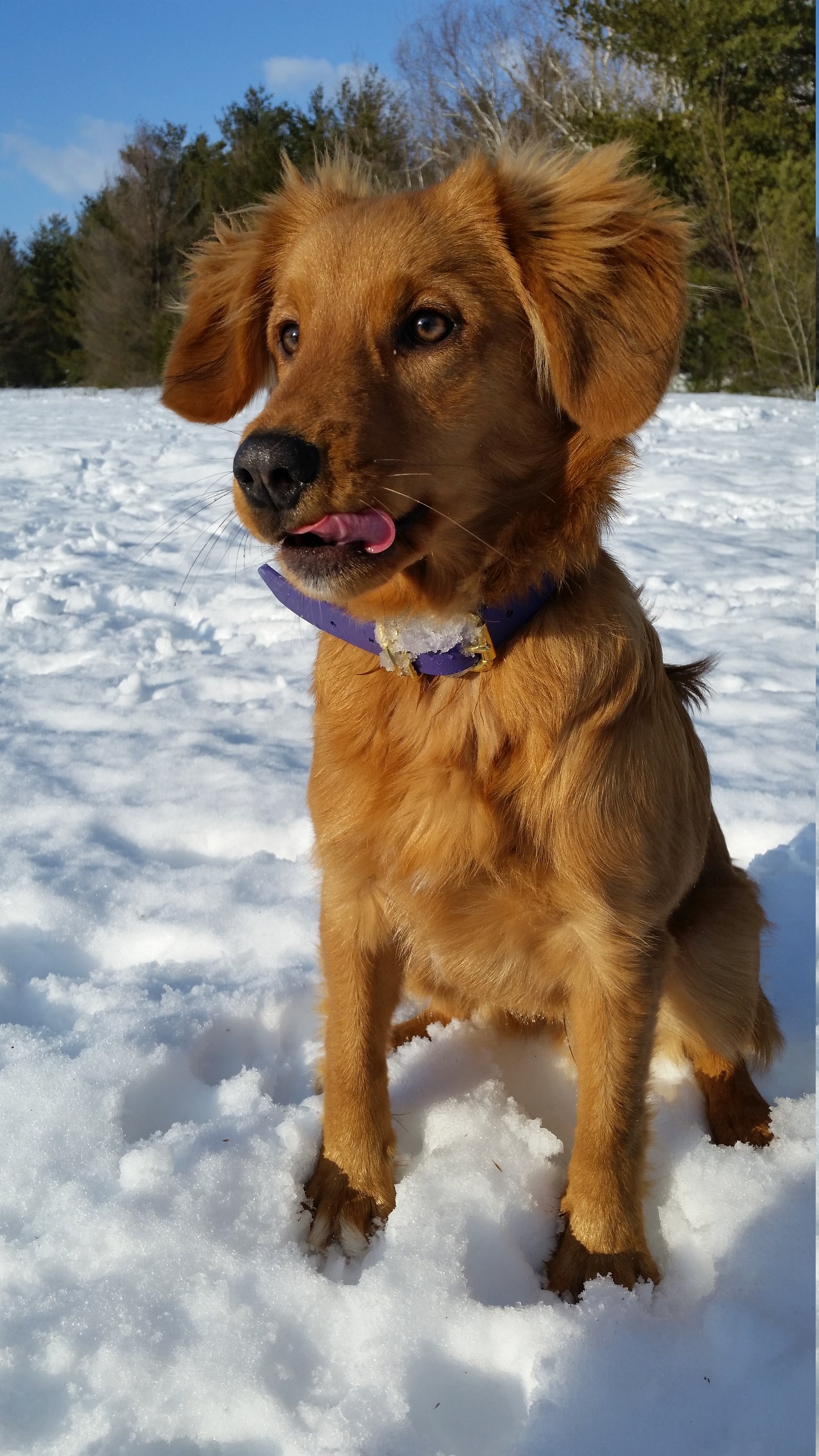 Royal Purple Biothane Dog Collar - 1 inch (25mm) wide