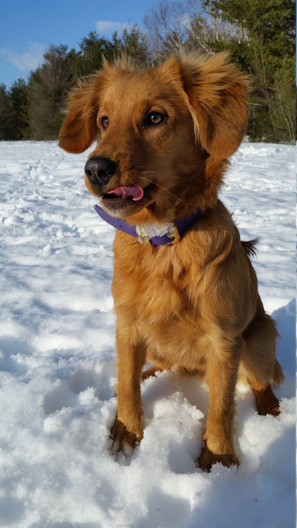 Royal Purple Biothane Dog Collar - 1 inch (25mm) wide