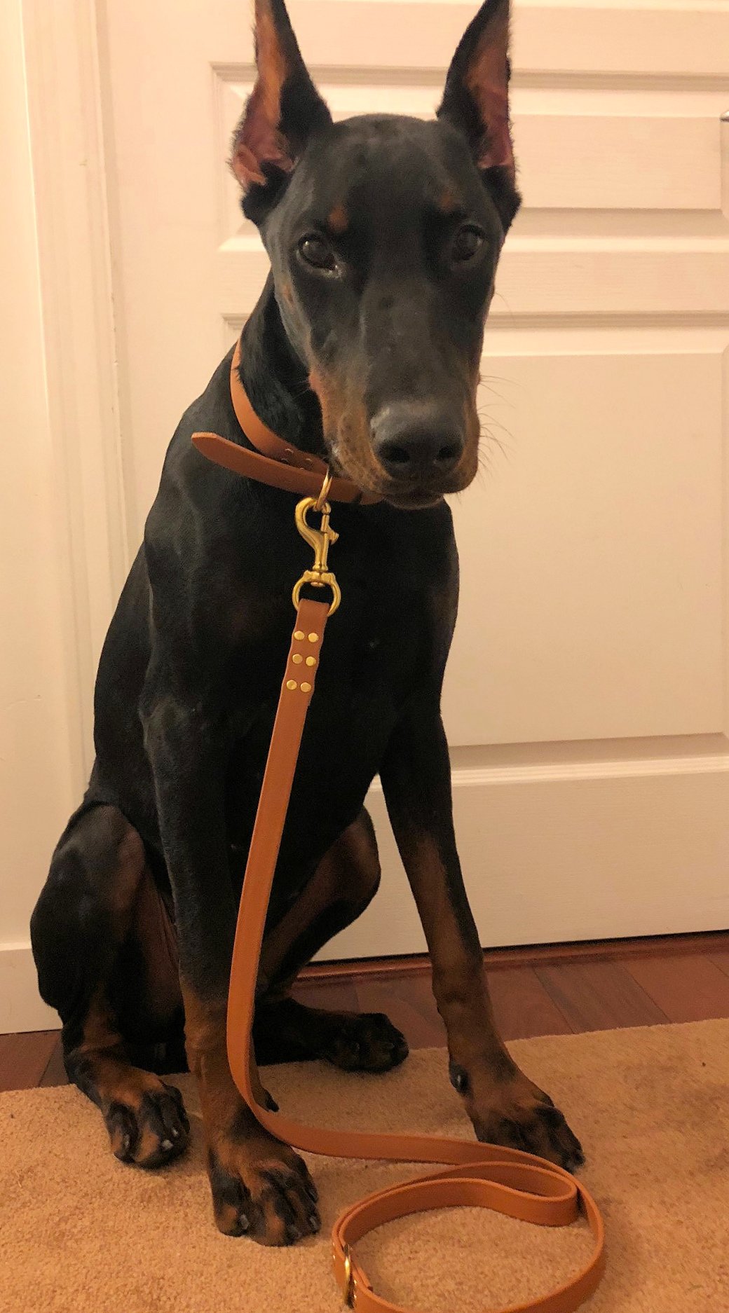Caramel Brown Biothane Dog Collar - 1 inch (25mm) wide