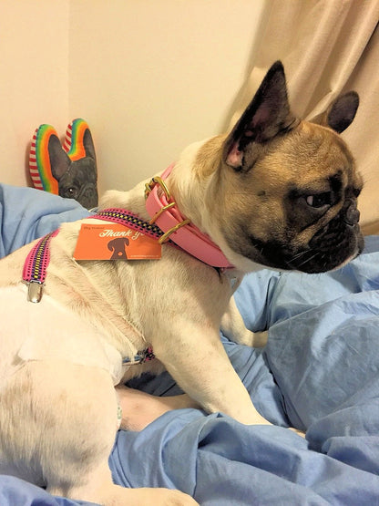 Medium Dog Collar in Genuine Biothane - 20mm (3/4") width - 40 colours