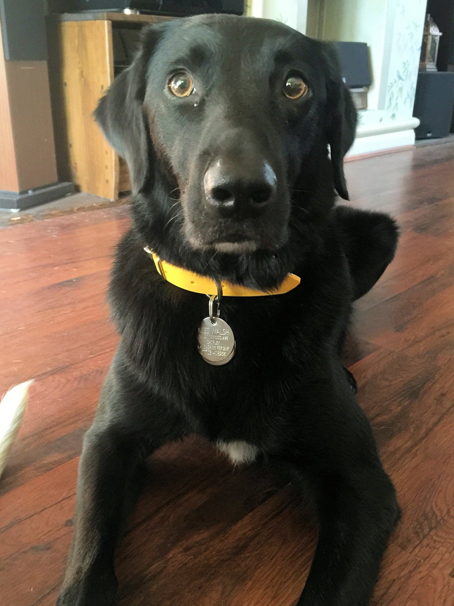 Sunflower Yellow Biothane Dog Collar - 1 inch (25mm) wide