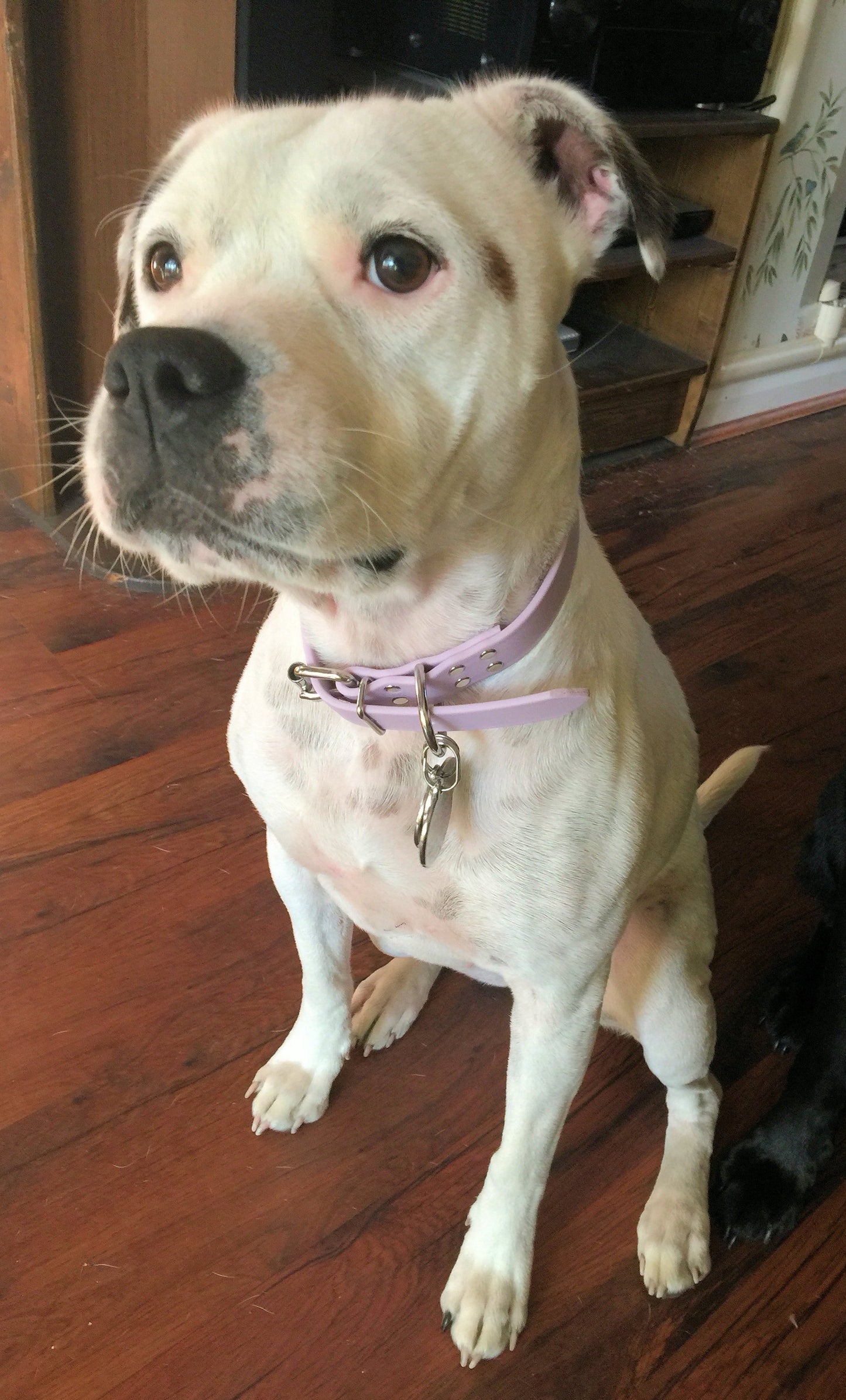 Lavender Purple Biothane Dog Collar - 1 inch (25mm) wide