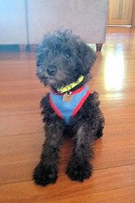 Small Dog Collar in Genuine Biothane - 16mm (5/8") width - 39 colours