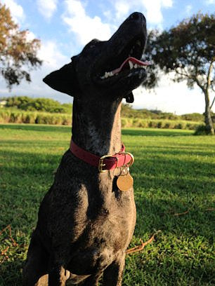 Wine Merlot Biothane Dog Collar - 1 inch (25mm) wide