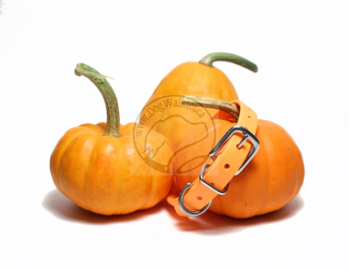Bright Pumpkin Orange Biothane Small Dog Collar - 1/2" (12mm) wide