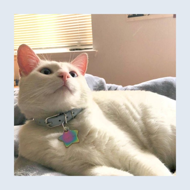 Breakaway Cat Collar Biothane Collar - 1/2" (12mm) wide - all colours