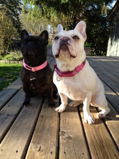 Martingale Dog Collar 1" (25mm) wide; Simple - Elegant - Strong