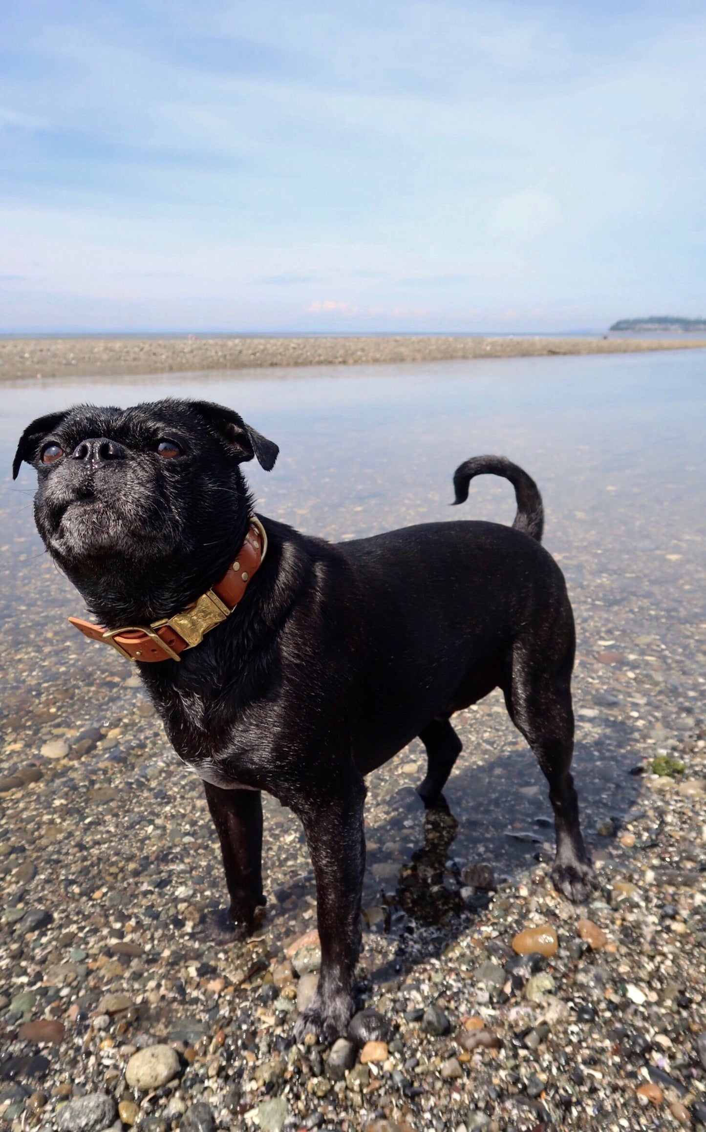 Biothane Side Release Dog Collar - 37 Colours - 1" (25mm) wide