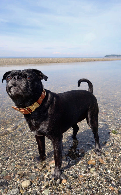 Biothane Side Release Dog Collar - 37 Colours - 1" (25mm) wide