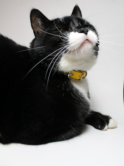 Cat Collar Non-Breakaway Biothane Collar - 1/2" (12mm) wide - all 39 colours