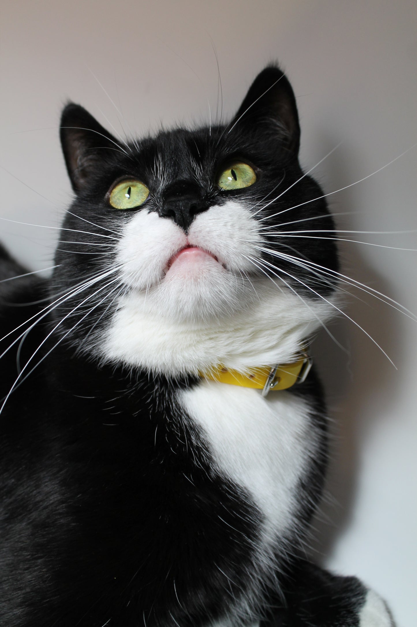 Cat Collar Non-Breakaway Biothane Collar - 1/2" (12mm) wide - all 39 colours